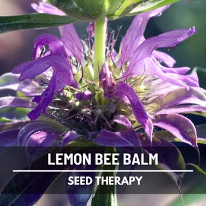 Close-up Lemon Bee Balm (Monarda citriodora) flowers with purple petals – Seed Therapy