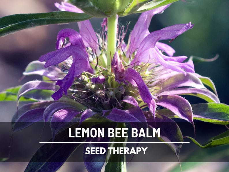 Close-up Lemon Bee Balm (Monarda citriodora) flowers with purple petals – Seed Therapy