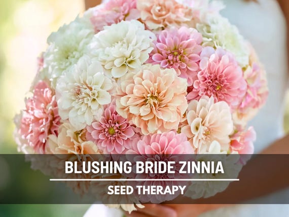 Blushing Bride Zinnia Seeds – Heirloom, Large Double Blooms in Soft Pink and White (100 Seeds)