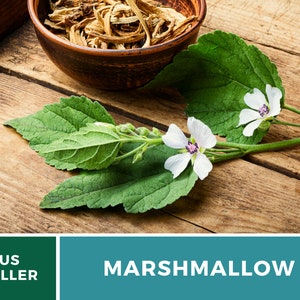 May include: Dried marshmallow root in a brown bowl with fresh white marshmallow flowers and green leaves on a wooden surface. US Seller.