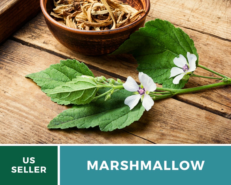 May include: Dried marshmallow root in a brown bowl with fresh white marshmallow flowers and green leaves on a wooden surface. US Seller.