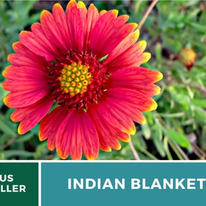Puede incluir: Primer plano de una vibrante flor de manta india roja y amarilla con un centro amarillo. La flor est&aacute; enfocada, mientras que el follaje verde est&aacute; desenfocado en el fondo.