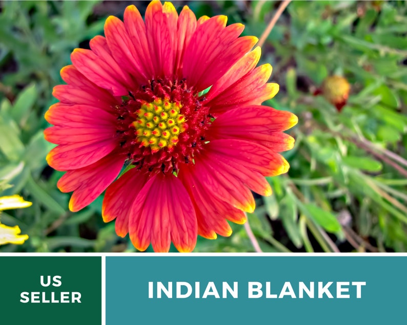 Puede incluir: Primer plano de una vibrante flor de manta india roja y amarilla con un centro amarillo. La flor est&aacute; enfocada, mientras que el follaje verde est&aacute; desenfocado en el fondo.