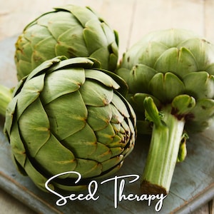 May include: Three fresh green globe artichokes with layered, tightly packed bracts and thick stems. The text "Seed Therapy" is written in a white cursive script across the lower portion of the image, overlaying the vegetables.