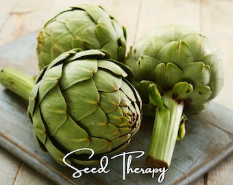 Green Globe Artichoke Seeds – Heirloom Edible & Ornamental Vegetable, Classic Variety (25 Seeds)