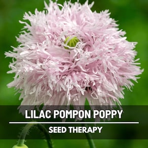 Lilac Pompon Poppy Seeds – Heirloom Flower, Ruffled Double Blooms, Lavender-Lilac Color, Garden Favorite | 100 Seeds