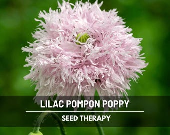 Lilac Pompon Poppy Seeds – Heirloom Flower, Ruffled Double Blooms, Lavender-Lilac Color, Garden Favorite | 100 Seeds