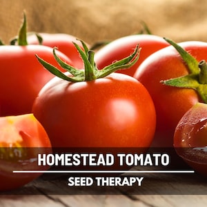 Homestead Tomato Seeds – Heirloom Vegetable, Determinate Plant, Medium-Large Red Fruits, Crack Resistant, Easy to Grow | 50 Seeds