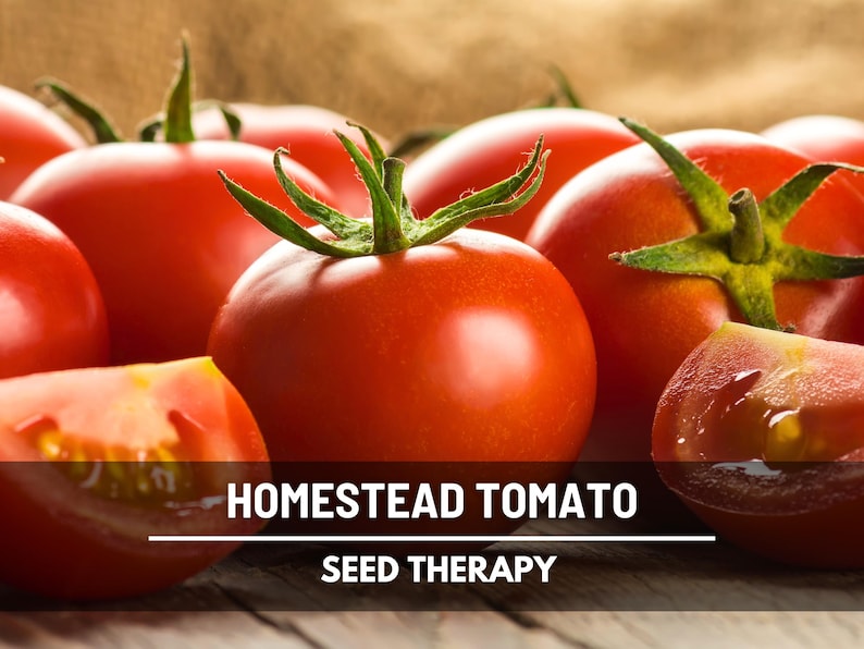 Homestead Tomato Seeds – Heirloom, Medium-Large Fruit, Crack Resistant, Determinate (50 Seeds) immagine 1