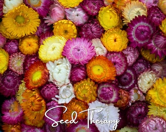 Strawflower Mix Seeds – Heirloom, Long-Lasting Flowers, Perfect for Dried Crafts, Garden Favorite | 200 Seeds