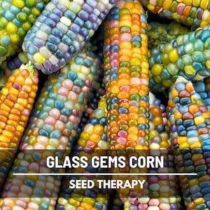 Glass Gem Corn Seeds - Heirloom, Colorful Ornamental Corn, Non-GMO (30 Seeds)
