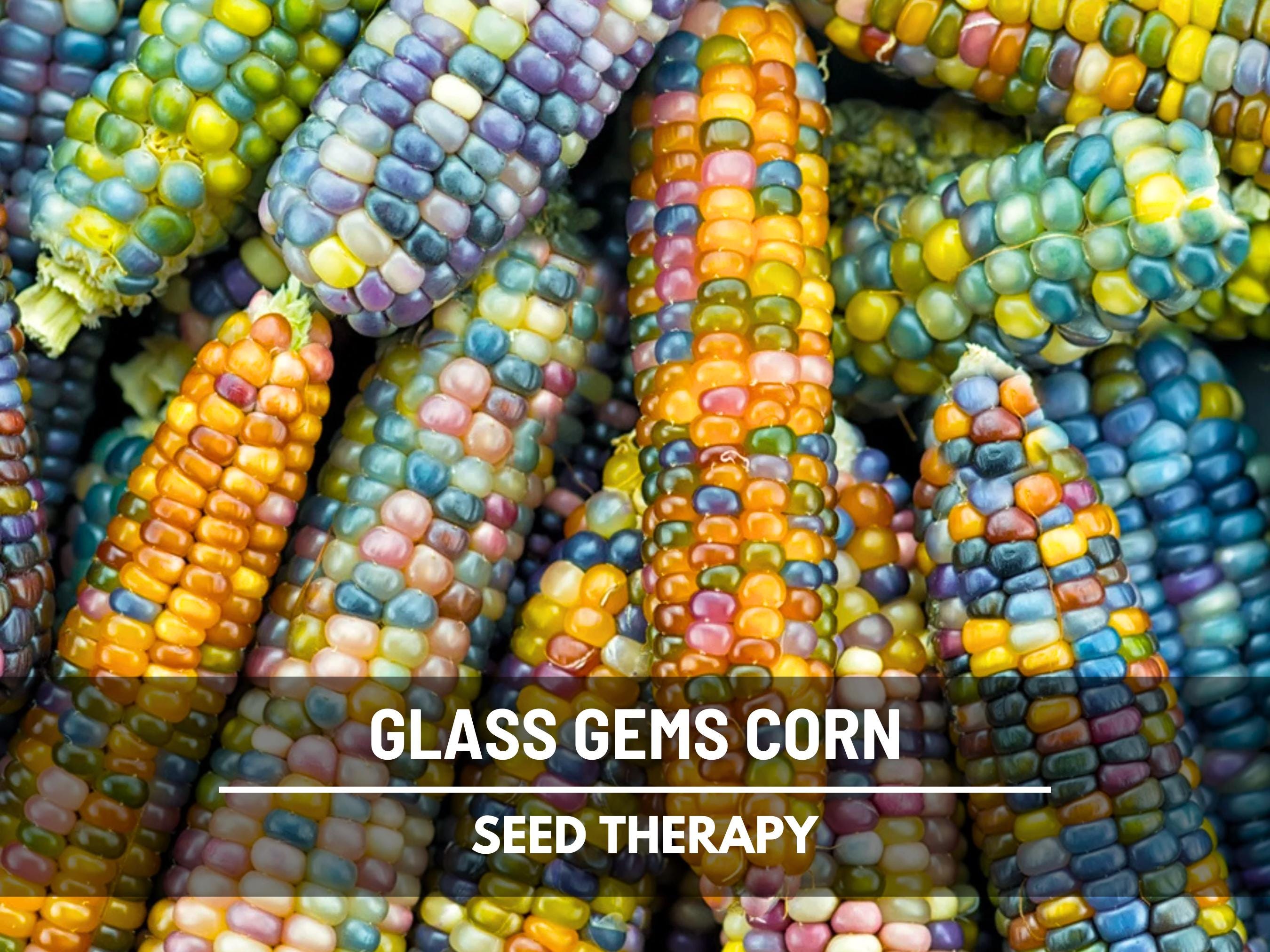 Glass Gem Corn Seeds – Heirloom Vegetable, Open Pollinated & Non-GMO, Colorful Ornamental Corn | 30 Seeds