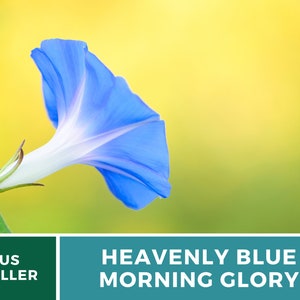 May include: A single blue morning glory flower with a white center, blooming against a yellow and green background.  HEAVENLY BLUE MORNING GLORY.