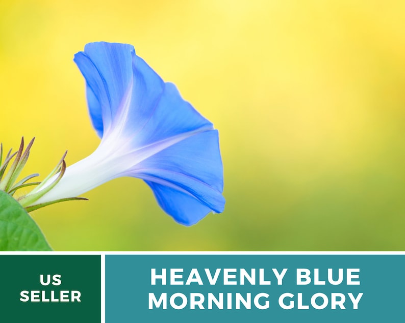 May include: A single blue morning glory flower with a white center, blooming against a yellow and green background.  HEAVENLY BLUE MORNING GLORY.
