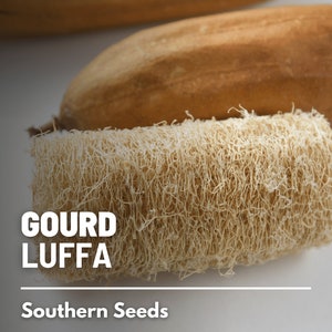 Gourd, Luffa - 15 Seeds - Heirloom Vegetable - Versatile and Natural Sponge (Luffa cylindrica)