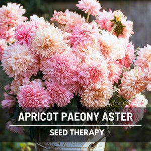Close-up of a full bouquet of Aster Paeony Duchess Apricot flowers, showing abundant ruffled blooms in shades of blush pink and apricot held in garden-worn hands.