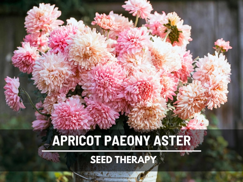 Close-up of a full bouquet of Aster Paeony Duchess Apricot flowers, showing abundant ruffled blooms in shades of blush pink and apricot held in garden-worn hands.