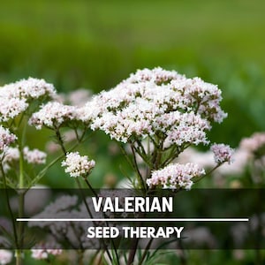 Valerian Seeds, Valeriana officinalis, Medicinal Herb with Fragrant Pinkish White Flowers, Perennial, Heirloom, 100 Seeds