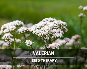 Valerian Seeds – Heirloom Medicinal Herb, Pinkish-White Blooms, Non-GMO, Easy to Grow, Garden Essential | 100 Seeds