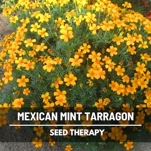 Mexican Mint Tarragon Seeds – Heirloom, French Tarragon Flavor, Aromatic Herb for Culinary Gardens | 50 Seeds
