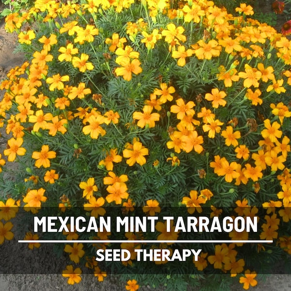 Mexican Mint Marigold Seeds – Heirloom Tarragon Herb, Aromatic Garden (50 Seeds)