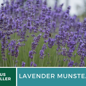 Op de afbeelding: Een veld met levendige paarse Lavendel Munstead bloemen in volle bloei. De afbeelding toont de dichte, stekelige bloemhoofdjes en groene bladeren, met een zachte, vage achtergrond. Een bij is zichtbaar tussen de bloemen. De tekst "US SELLER" en "LAVENDER MUNSTEAD" worden weergegeven.