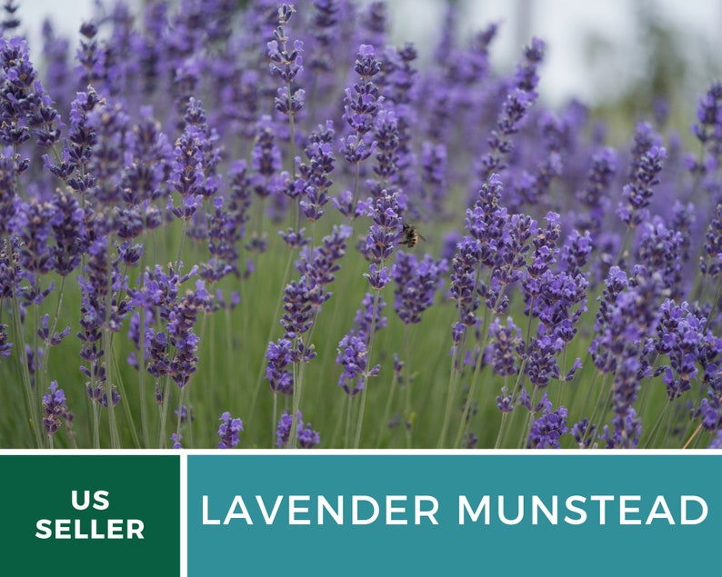 Op de afbeelding: Een veld met levendige paarse Lavendel Munstead bloemen in volle bloei. De afbeelding toont de dichte, stekelige bloemhoofdjes en groene bladeren, met een zachte, vage achtergrond. Een bij is zichtbaar tussen de bloemen. De tekst "US SELLER" en "LAVENDER MUNSTEAD" worden weergegeven.