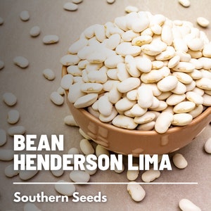 Bean, Lima, Henderson (Butter Bean) - 15 Seeds - Heirloom Vegetable - Open Pollinated - Non-GMO (Phaseolus vulgaris)