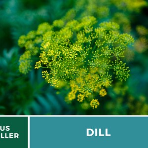May include: A vibrant dill plant featuring a cluster of small, bright yellow flowers arranged in an umbel formation, set against a dark green foliage background. The bottom section includes a dark green box with the text US SELLER and a teal box with the text DILL.
