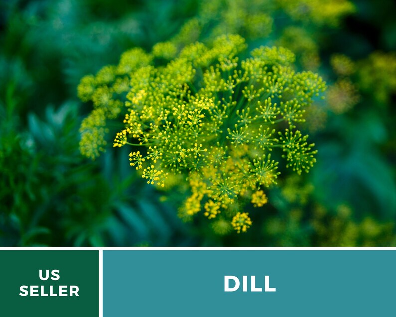 May include: A vibrant dill plant featuring a cluster of small, bright yellow flowers arranged in an umbel formation, set against a dark green foliage background. The bottom section includes a dark green box with the text US SELLER and a teal box with the text DILL.