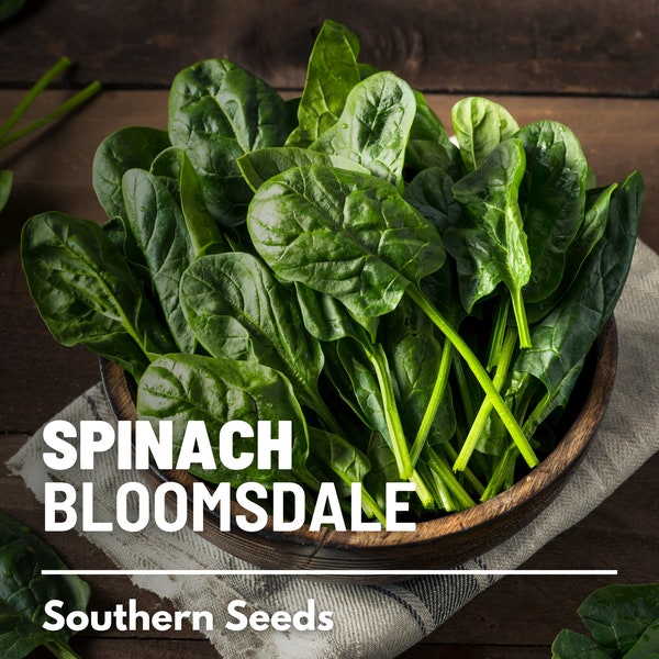 Spinach, Bloomsdale - 150 Seeds - Heirloom Vegetable, Open Pollinated, Non-GMO, Easy to Grow (Spinacia oleracea)