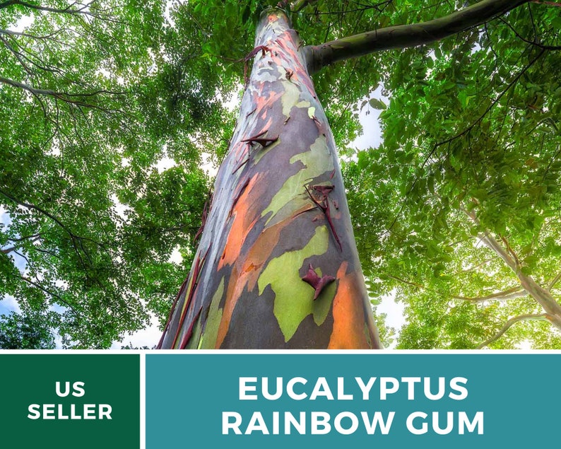 May include: A close-up of a Eucalyptus deglupta tree, also known as the Rainbow Gum, with its colorful bark. The bark is a mix of green, orange, red, and purple.