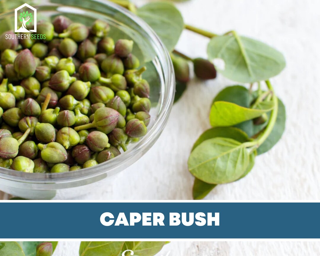 Capers caper Bush Seeds Heirloom Herb capparis Spinosa Etsy