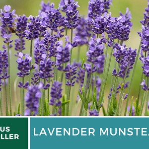 Op de afbeelding: Close-up van levendige paarse Lavendel Munstead bloemen in volle bloei. De afbeelding toont de dichte clusters van lavendelbloesems met groene stelen en bladeren, tegen een zachte, vage achtergrond. De tekst "US SELLER" en "LAVENDER MUNSTEAD" zijn zichtbaar.