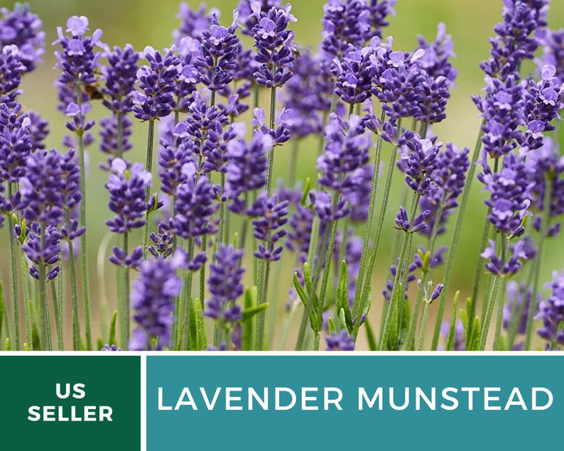 Op de afbeelding: Close-up van levendige paarse Lavendel Munstead bloemen in volle bloei. De afbeelding toont de dichte clusters van lavendelbloesems met groene stelen en bladeren, tegen een zachte, vage achtergrond. De tekst "US SELLER" en "LAVENDER MUNSTEAD" zijn zichtbaar.