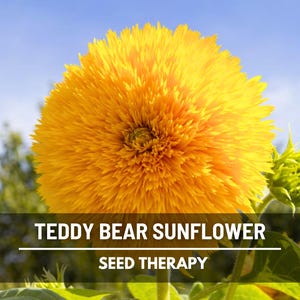 Teddy Bear Dwarf Sunflower Seeds – Heirloom Flower, Medicinal & Culinary Herb, Non-GMO, Garden Gift | 25 Seeds
