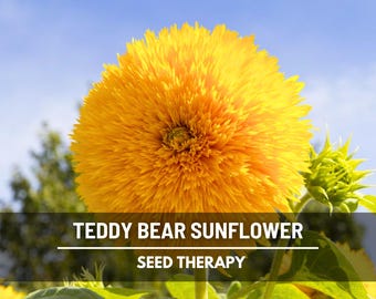 Teddy Bear Dwarf Sunflower Seeds – Heirloom Flower, Medicinal & Culinary Herb, Non-GMO, Garden Gift | 25 Seeds