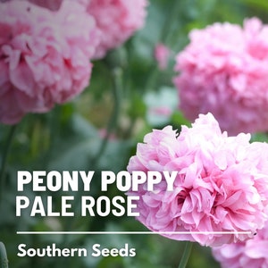 Peony Poppy, Pale Rose - 100 Seeds - Heirloom Flower, Double Blooms, Ruffled Petals, Garden Gift (Papaver paeoniflorum)