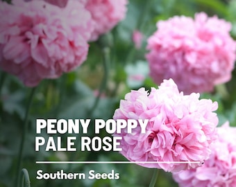 Peony Poppy, Pale Rose - 100 Seeds - Heirloom Flower, Double Blooms, Ruffled Petals, Garden Gift (Papaver paeoniflorum)