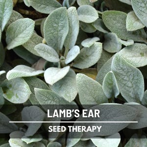 Lamb’s Ear Seeds – Heirloom Plant, Soft and Silvery Velvet Foliage, Easy to Grow Groundcover | 50 Seeds