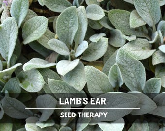 Lamb’s Ear Seeds – Heirloom Plant, Soft and Silvery Velvet Foliage, Easy to Grow Groundcover | 50 Seeds