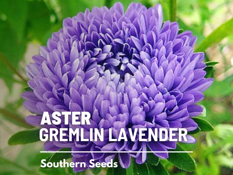 May include: A close-up of a purple Aster flower with the text "ASTER GREMLIN LAVENDER" and "Southern Seeds" below it.