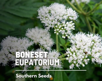 Boneset (Eupatorium) - 100 Seeds - Heirloom Medicinal Herb - Non-GMO (Eupatorium perfoliatum)