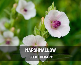 Marshmallow Seeds – Heirloom Culinary & Medicinal Herb, Perennial, Pollinator-Friendly (Althaea officinalis) | 50 Seeds
