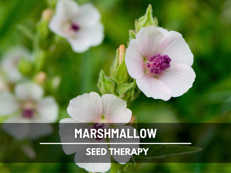 Marshmallow Seeds – Heirloom Culinary & Medicinal Herb, Perennial, Pollinator-Friendly (Althaea officinalis) | 50 Seeds image 1