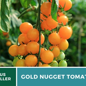 May include: A cluster of bright orange Gold Nugget tomatoes growing on a vine. The tomatoes are small and round, and they are arranged in a bunch. The vine is green and leafy, and it is growing in a greenhouse.