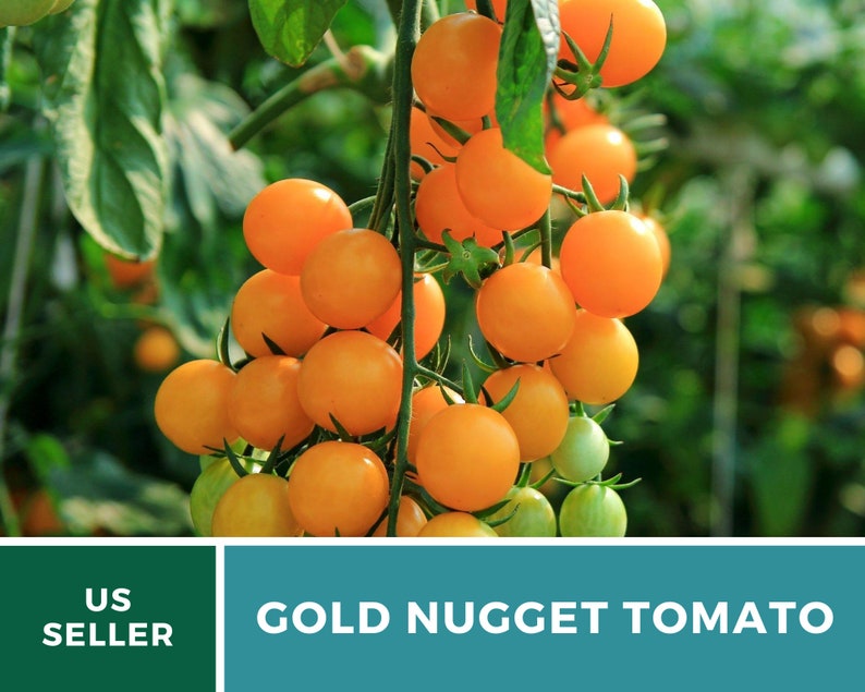 May include: A cluster of bright orange Gold Nugget tomatoes growing on a vine. The tomatoes are small and round, and they are arranged in a bunch. The vine is green and leafy, and it is growing in a greenhouse.