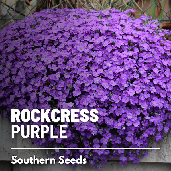 Rockcress, Purple (Cascade) - 250 seeds - Flower, Vibrant Blooms, Spreading and Ground-Covering, Attracts Pollinators (Aubrieta deltoidea)