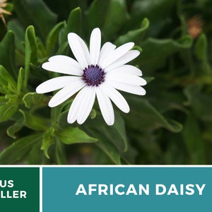 Daisy, African White Cape Marigold 25 Seeds Heirloom Flower White Blooms Dimorphotheca pluvialis image 4