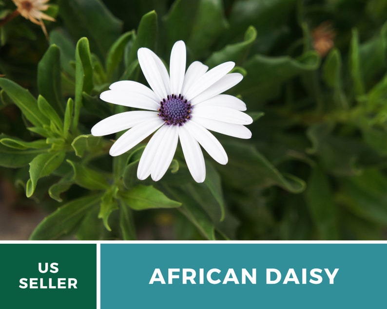 Daisy, African White Cape Marigold 25 Seeds Heirloom Flower White Blooms Dimorphotheca pluvialis image 4